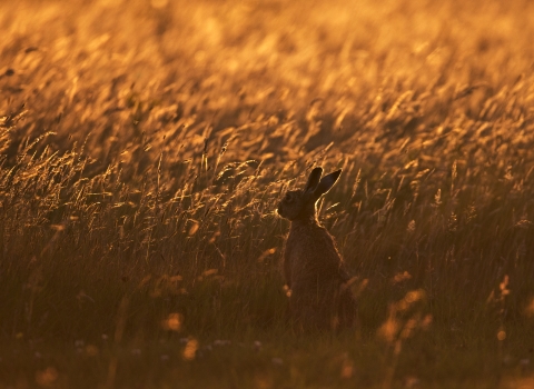 Grassland c. Andy Rouse/2020VISION