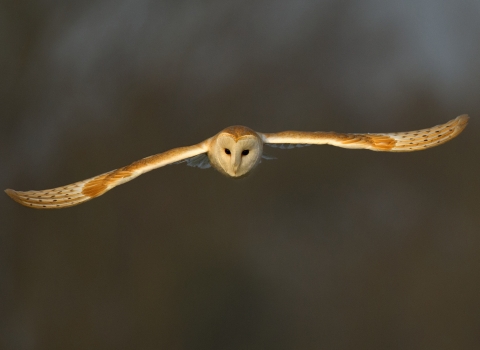 Barn owl c. Andy Rouse/2020VISION