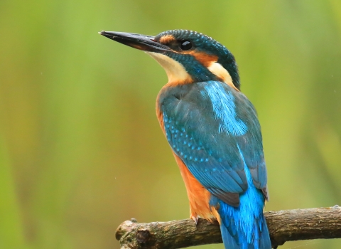 Kingfisher c. John Hawkins