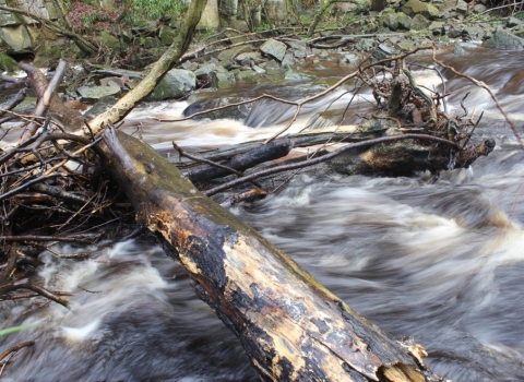 debris slowing the flow of river