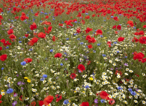 Wildflower meadow c. Paul Hobson