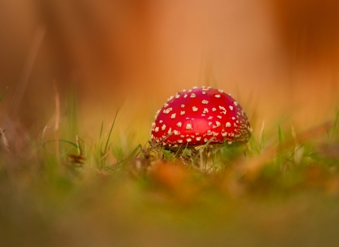 Grassland fungi c. Jon Hawkins - Surrey Hills Photography