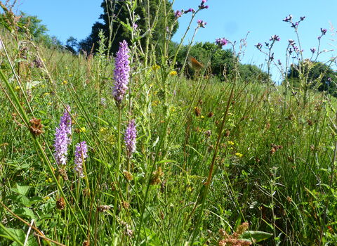 Orchids at Swettenham c. Claire Huxley