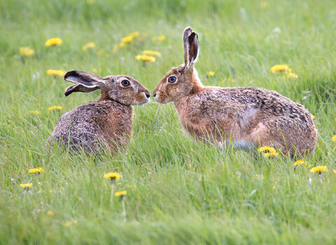 Brown hares