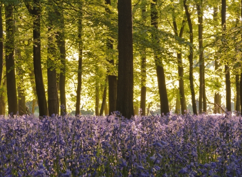 Blue bells