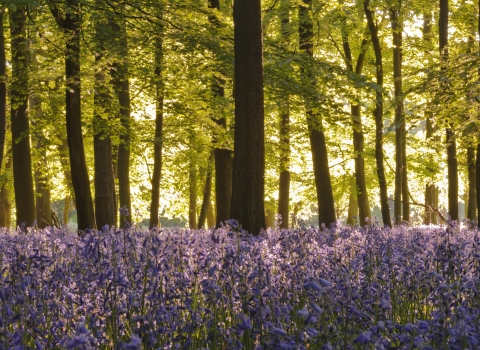 Blue bells