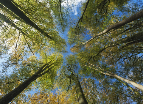 looking up through the trees