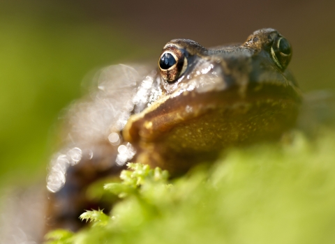 Common Frog