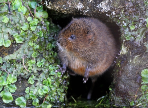 water vole