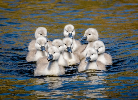 Cygnets on River Weaver near Winsford by Maggie Bullock