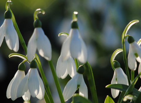 snowdrops banner