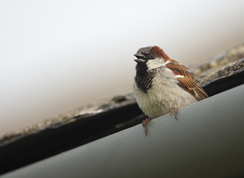 house sparrow