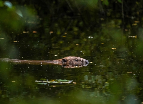 Male beaver at Hatchmere