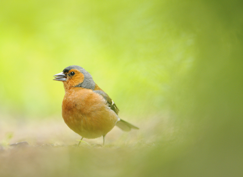 Chaffinch - Fergus Gill