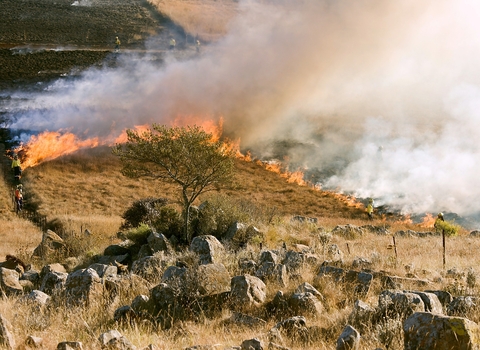 Grass fire