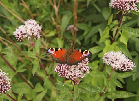 Peacock butterfly