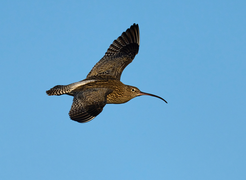 Curlew