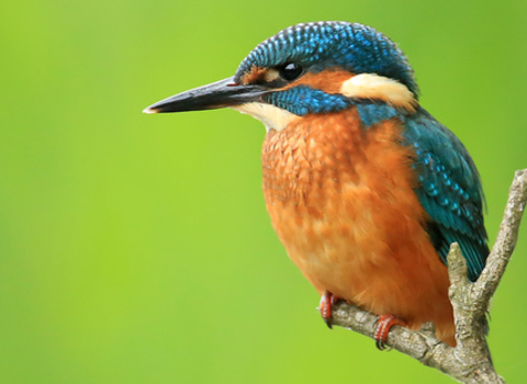 kingfisher