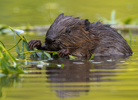 beaver