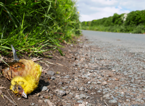 yellowhammer