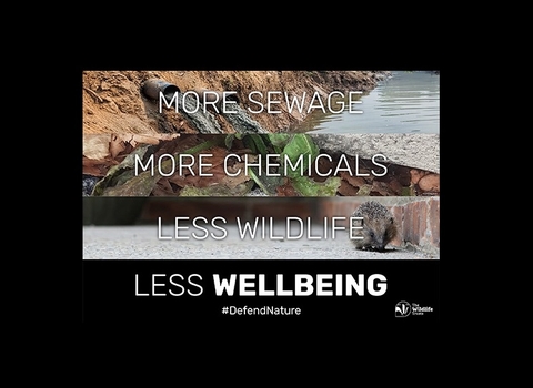 More sewage, less wildlife postcard