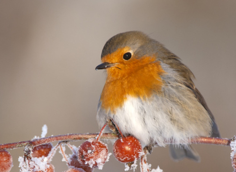 robin