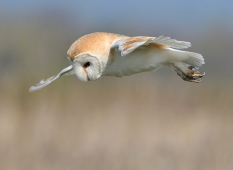 February Winner_ Winner_Russell Finney - Barn Owl in Lancashire