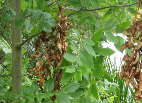 ash dieback