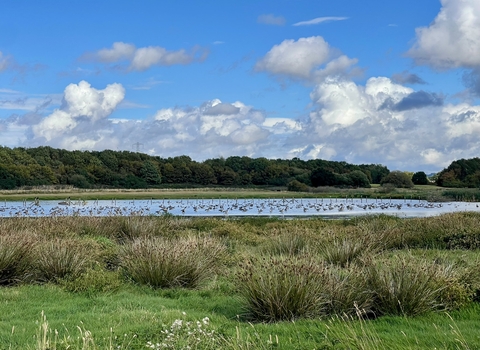 Picton Pastures