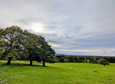 Adlington fields with trees and sheep