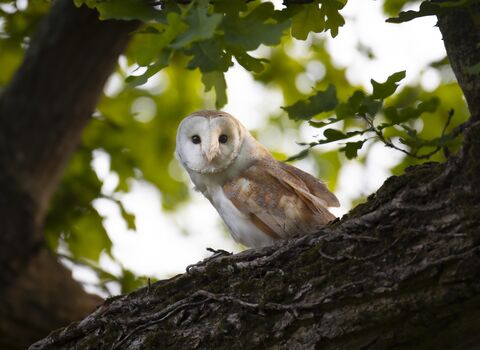 Barn Owl in tree ©jonhawkins Surrey Hills Photography