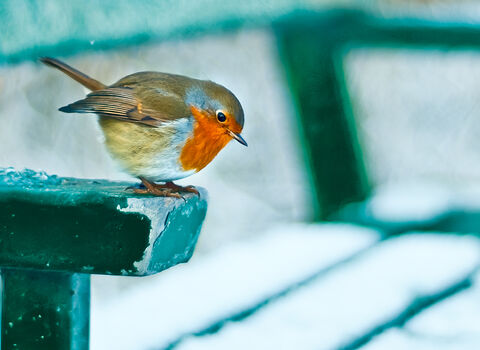 robin on bench in snow