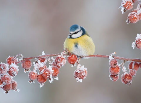 Blue tit in winter