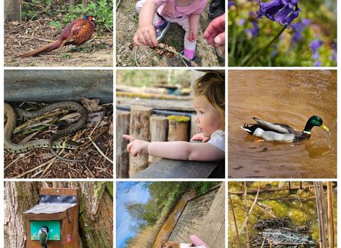 9 grid photos including bluebells, a pheasant, a frog, a duck, a grass snake, ae blue tit, and at a pond dipping platform