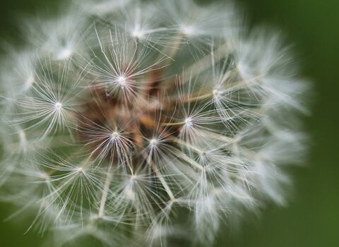 Close up of a dandelion clock