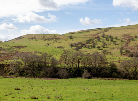 Fox Hill Nature Reserve
