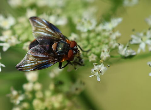 Phasia hemiptera on an umbellifer flower. It's a colourful orange and purplish-black fly with broad, irridescent wings