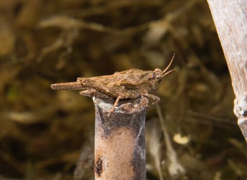 A slender groundhopper resting on a broken reed stem. It's a stocky, brown relative of the grasshoppers, with a long pronotum that extends beyond the end of its body