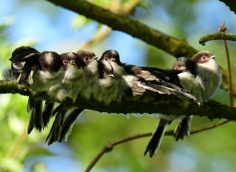 Paul Wright – Long-tailed tits, Winsford