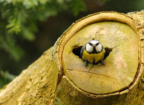Blue Tit in Nest by Amy Lewis