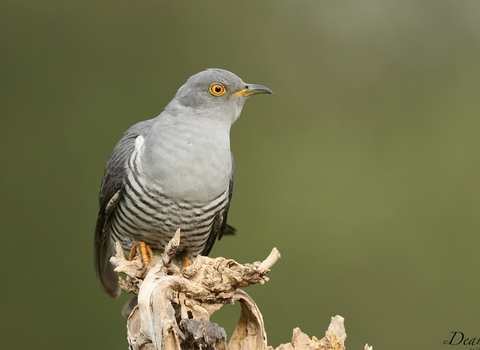 cuckoo