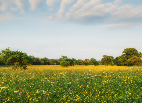 meadow