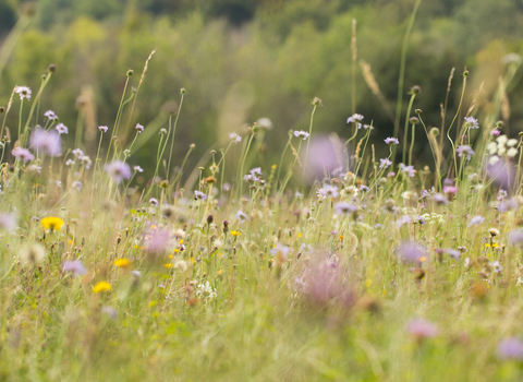 wildflower meadow