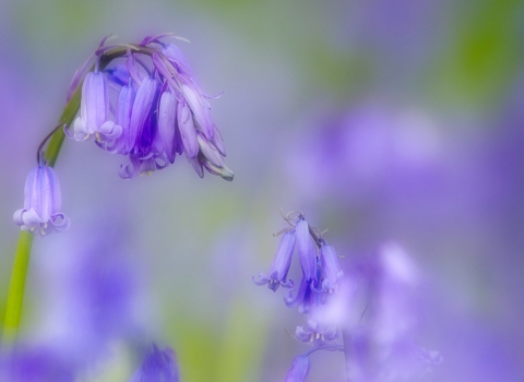 bluebells