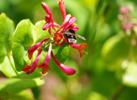 Bee on Honeysuckle