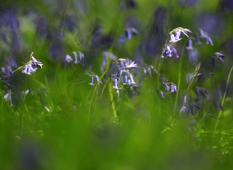 bluebells