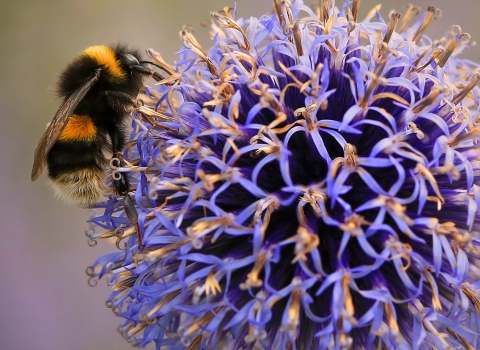 Buff-tailed bumblebee