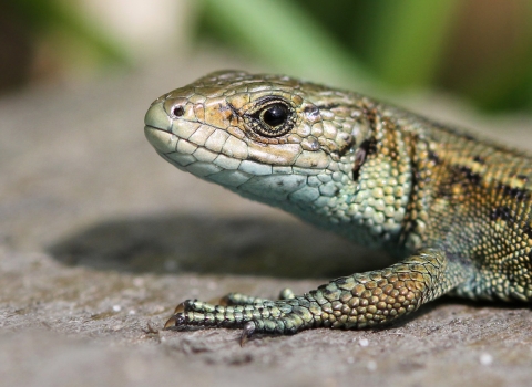 Photo of a common lizard