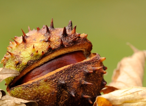 Conker (horse chestnut)
