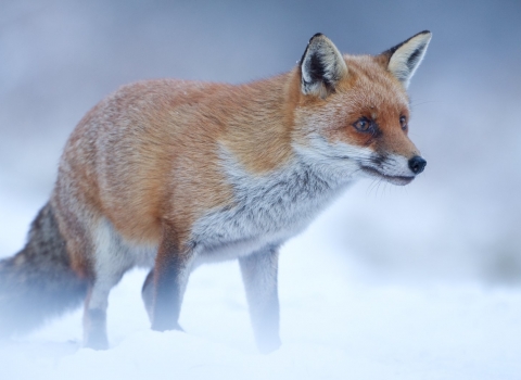 fox